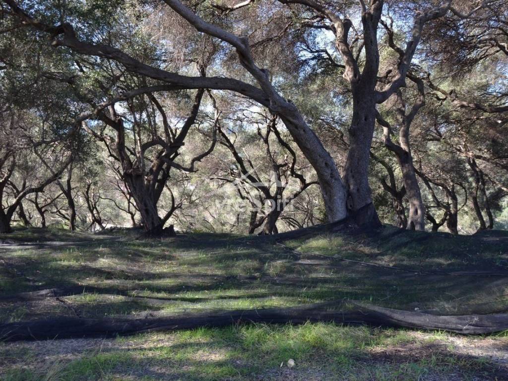 ΑΠΟΨΗ ΟΙΚΟΠΕΔΟΥ