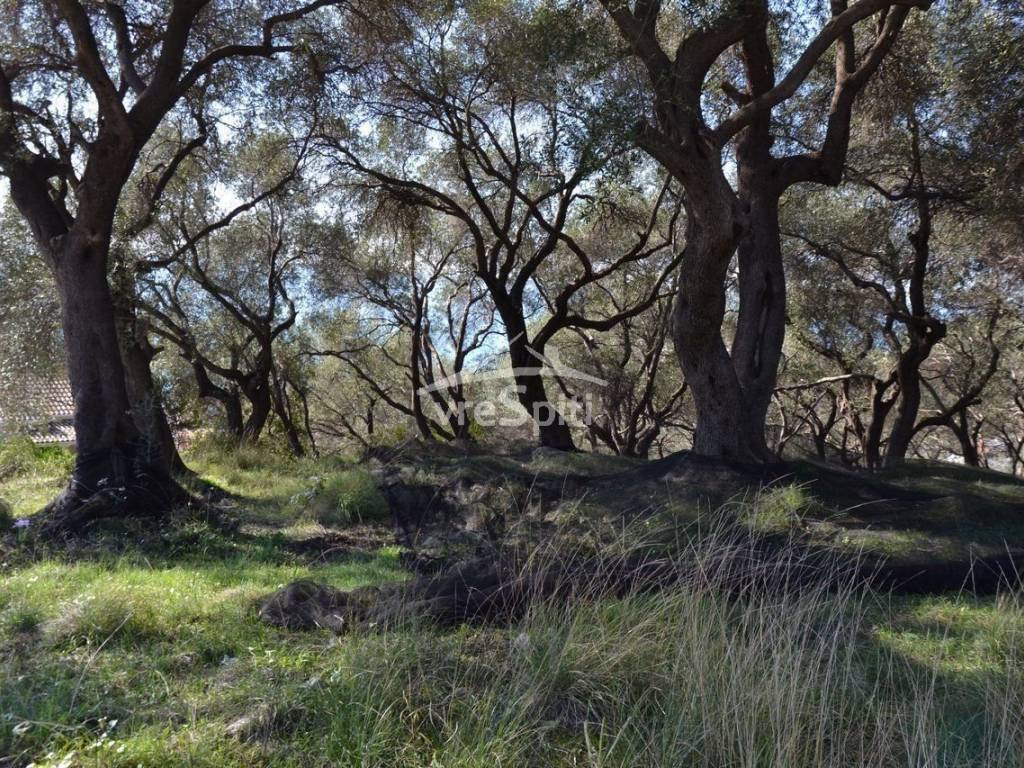 ΑΠΟΨΗ ΟΙΚΟΠΕΔΟΥ