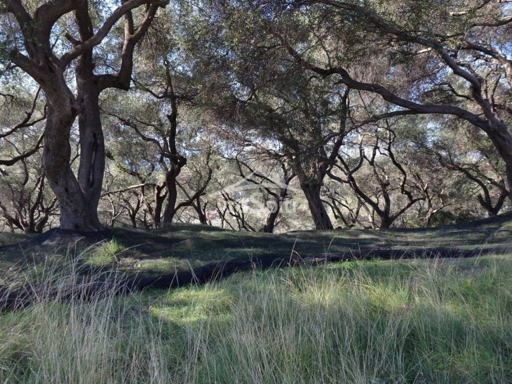 ΑΠΟΨΗ ΟΙΚΟΠΕΔΟΥ
