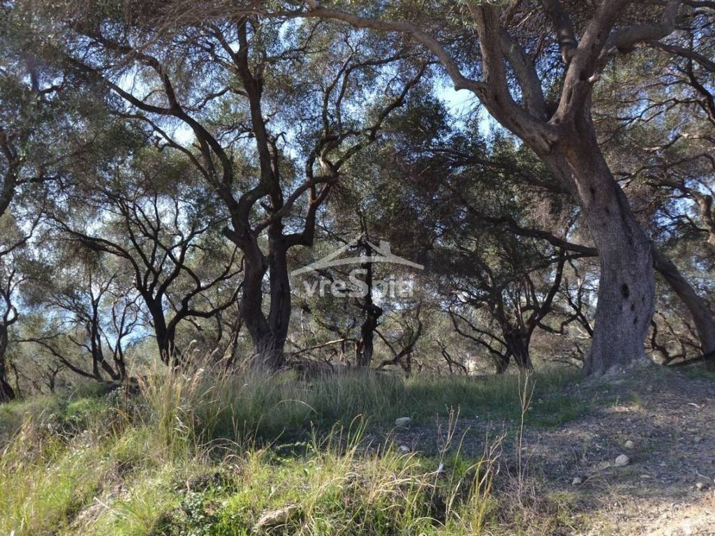 ΑΠΟΨΗ ΟΙΚΟΠΕΔΟΥ