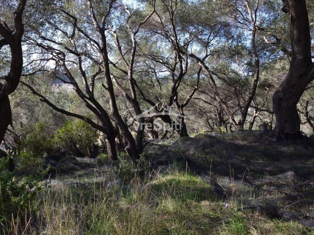 ΑΠΟΨΗ ΟΙΚΟΠΕΔΟΥ