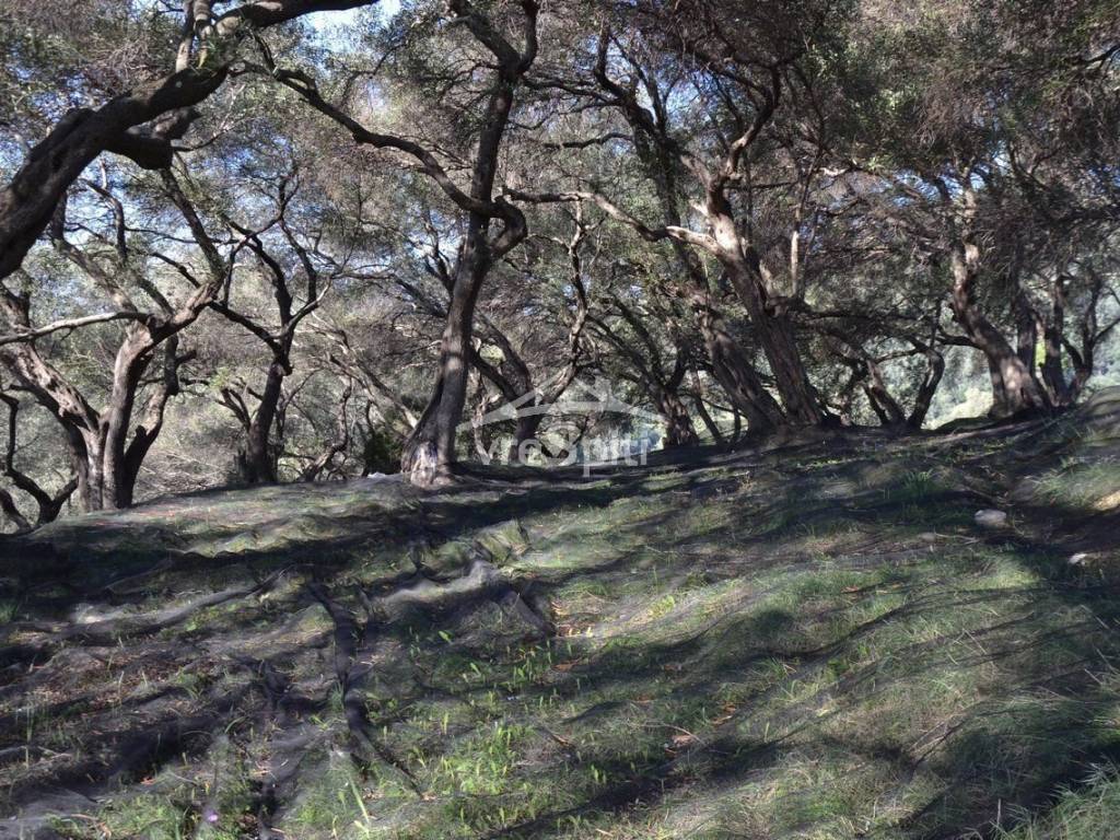 ΑΠΟΨΗ ΟΙΚΟΠΕΔΟΥ