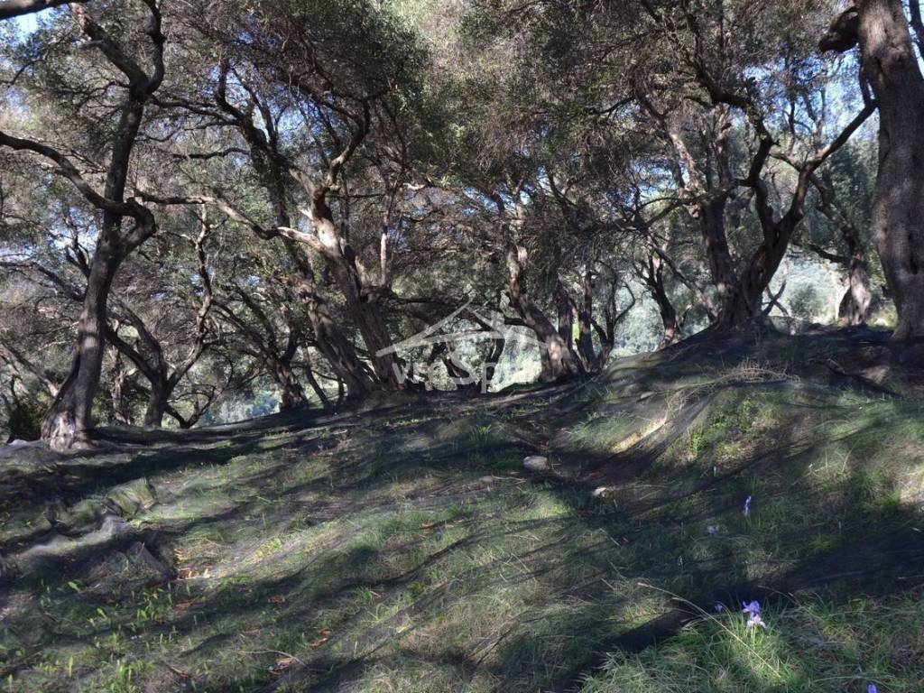 ΑΠΟΨΗ ΟΙΚΟΠΕΔΟΥ