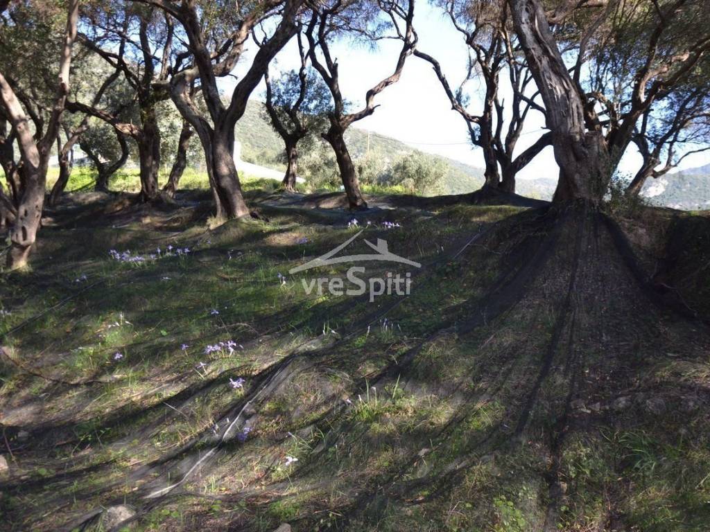 ΑΠΟΨΗ ΟΙΚΟΠΕΔΟΥ