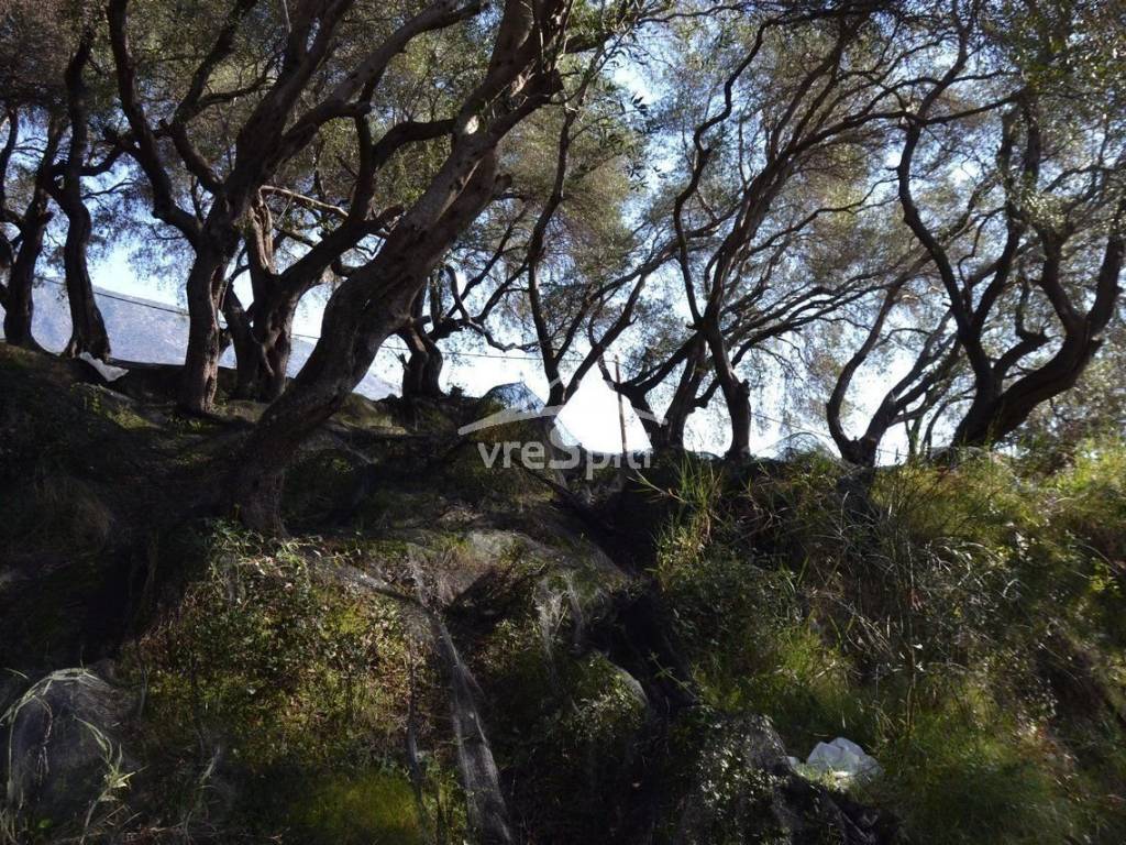 ΑΠΟΨΗ ΟΙΚΟΠΕΔΟΥ