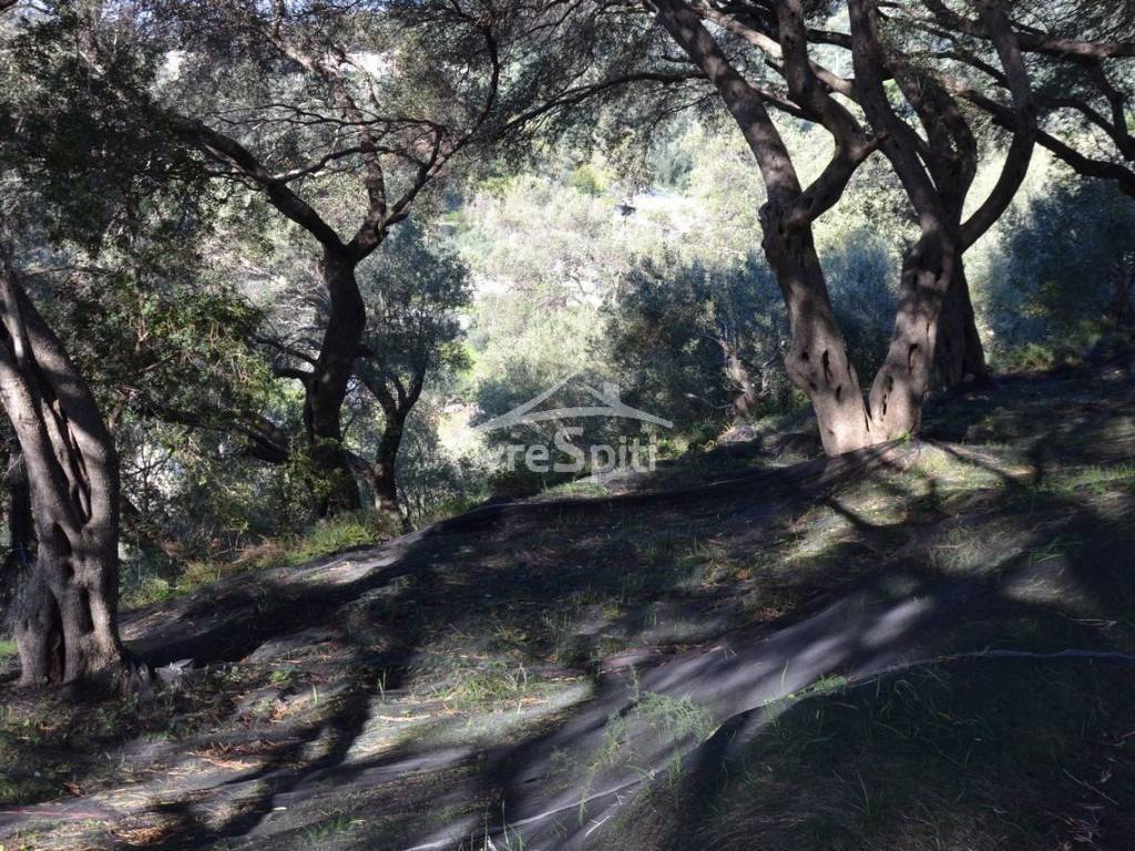 ΑΠΟΨΗ ΟΙΚΟΠΕΔΟΥ