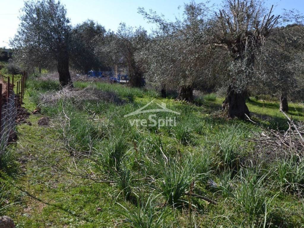 ΑΠΟΨΗ ΟΙΚΟΠΕΔΟΥ