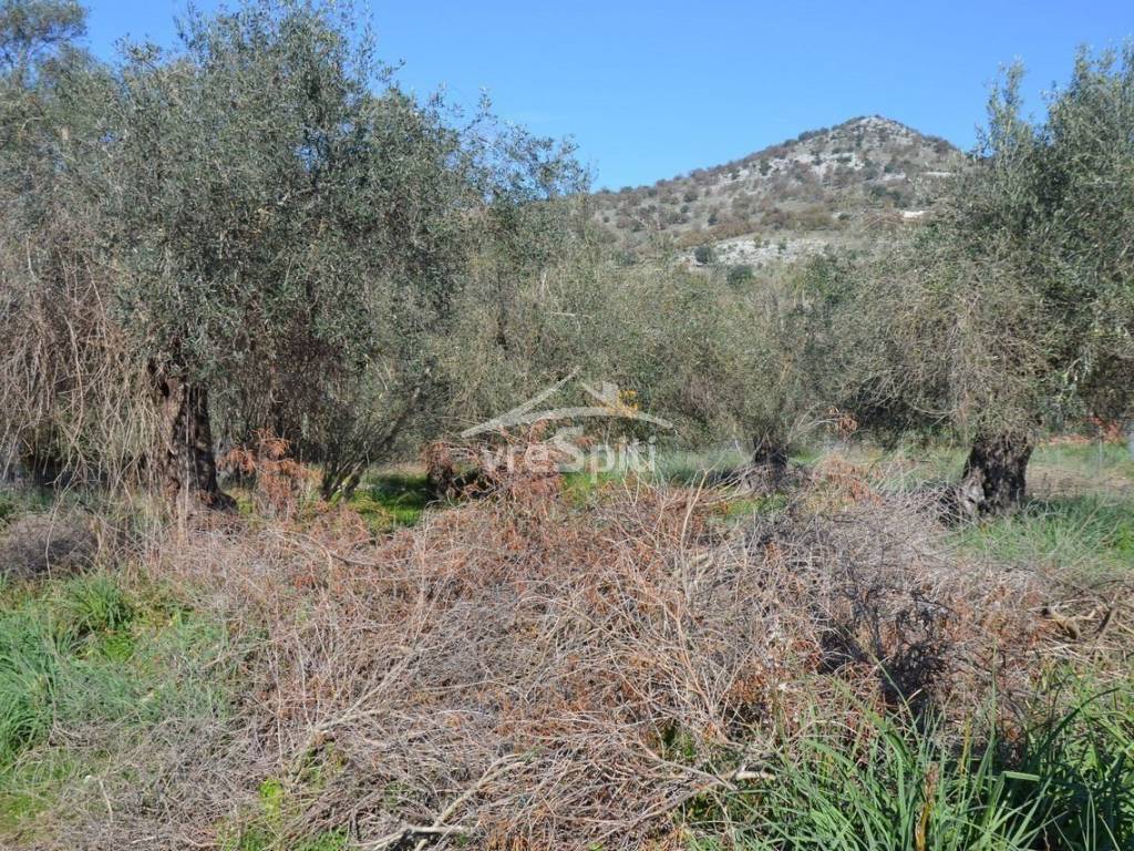 ΑΠΟΨΗ ΟΙΚΟΠΕΔΟΥ