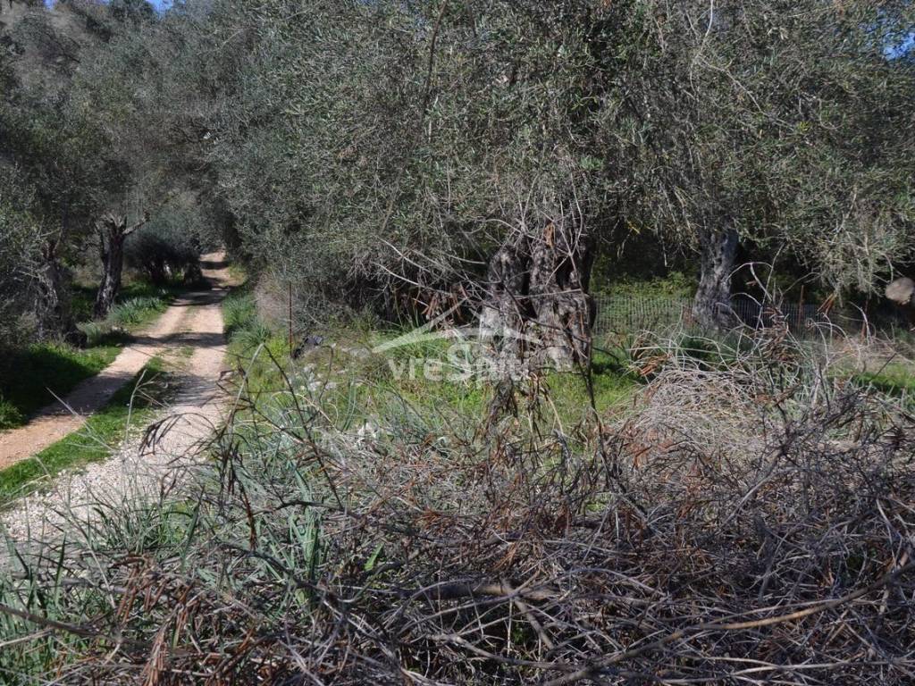 ΑΠΟΨΗ ΟΙΚΟΠΕΔΟΥ