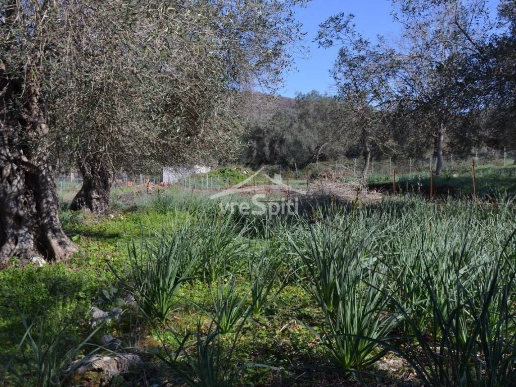 ΑΠΟΨΗ ΟΙΚΟΠΕΔΟΥ