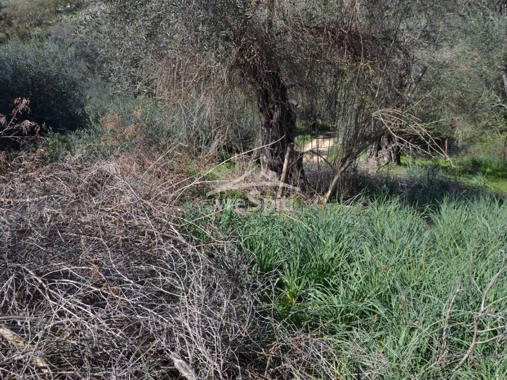 ΑΠΟΨΗ ΟΙΚΟΠΕΔΟΥ