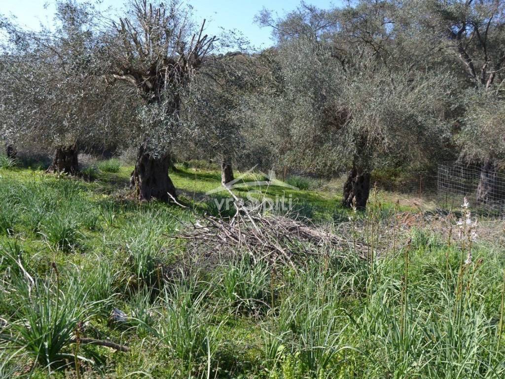 ΑΠΟΨΗ ΟΙΚΟΠΕΔΟΥ