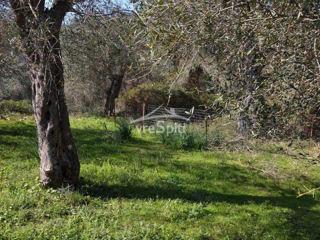 ΑΠΟΨΗ ΟΙΚΟΠΕΔΟΥ