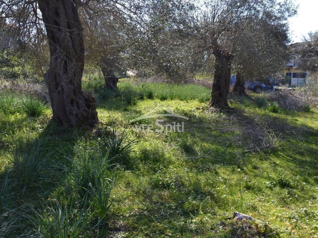 ΑΠΟΨΗ ΟΙΚΟΠΕΔΟΥ