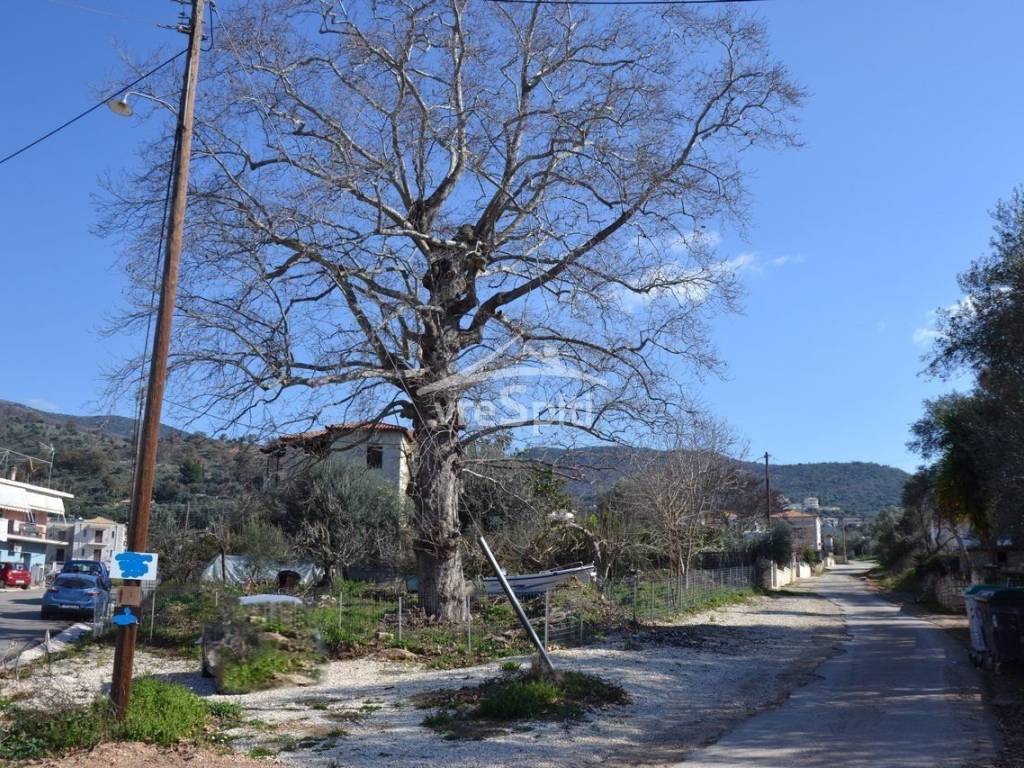 ΑΠΟΨΗ ΟΙΚΟΠΕΔΟΥ