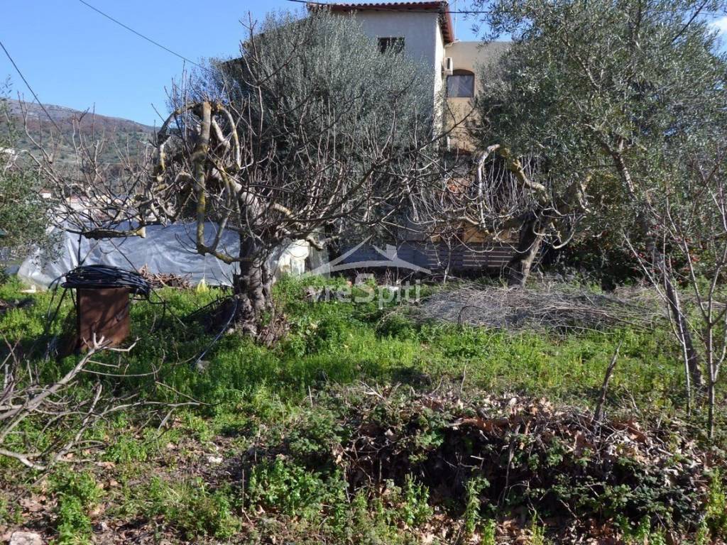 ΑΠΟΨΗ ΟΙΚΟΠΕΔΟΥ