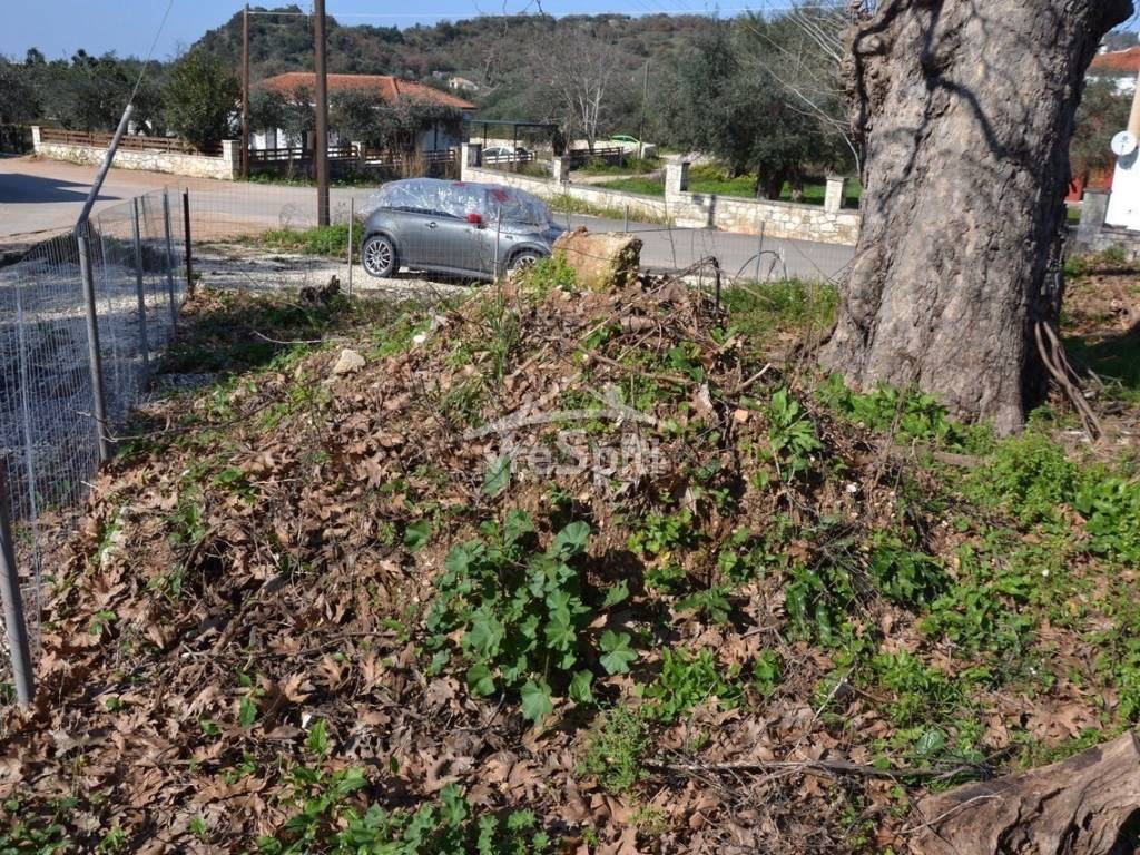 ΑΠΟΨΗ ΟΙΚΟΠΕΔΟΥ