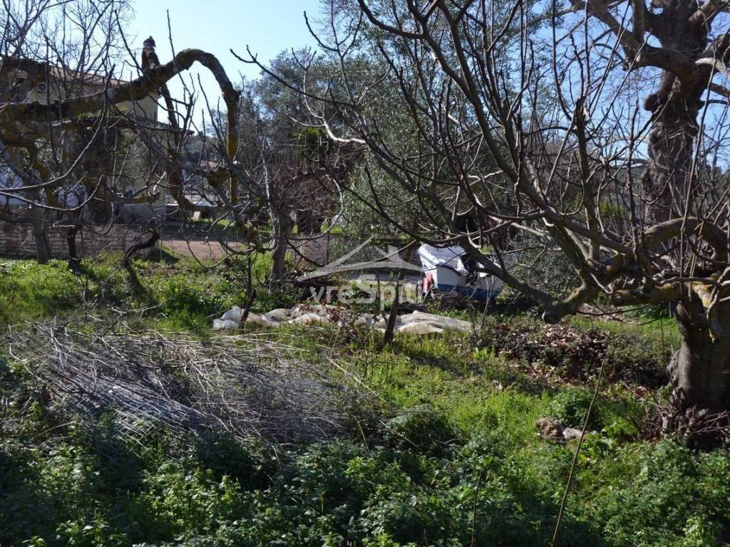 ΑΠΟΨΗ ΟΙΚΟΠΕΔΟΥ