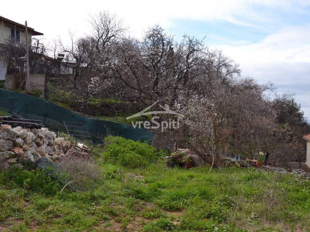 ΑΠΟΨΗ ΟΙΚΟΠΕΔΟΥ