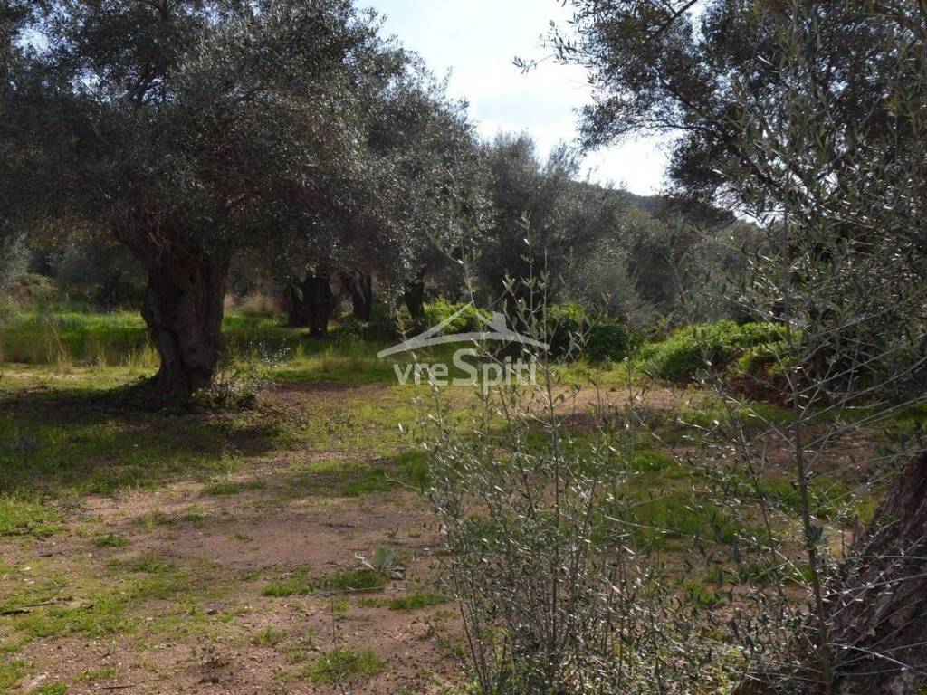 ΑΠΟΨΗ ΑΓΡΟΤΕΜΑΧΙΟΥ