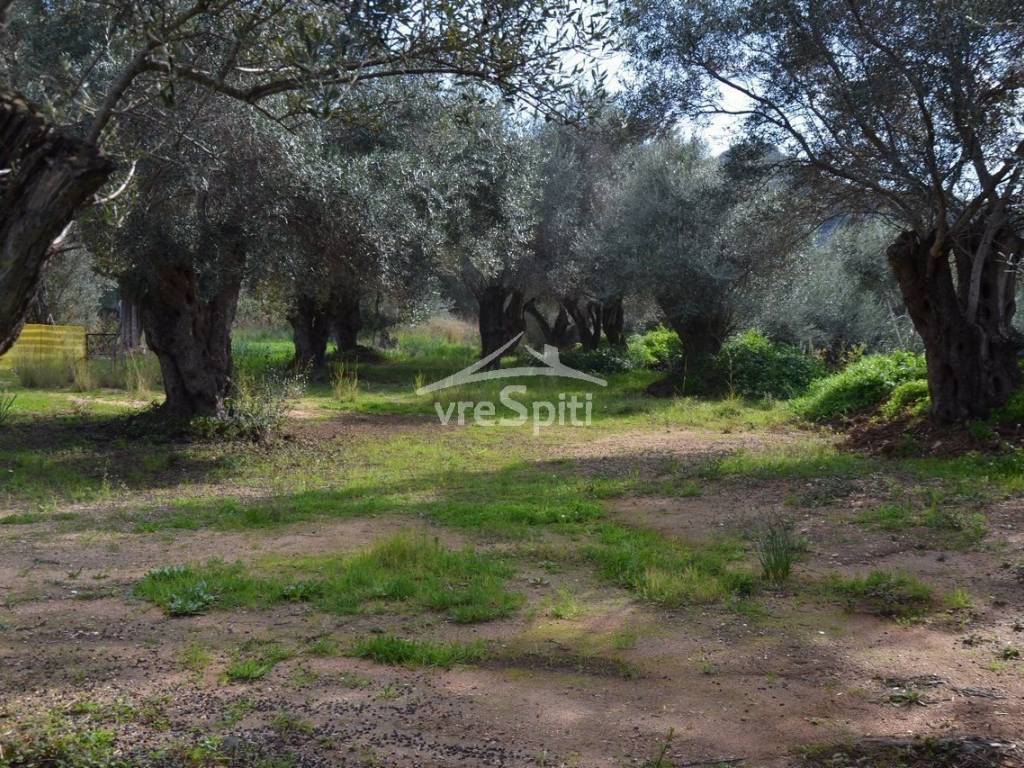 ΑΠΟΨΗ ΑΓΡΟΤΕΜΑΧΙΟΥ