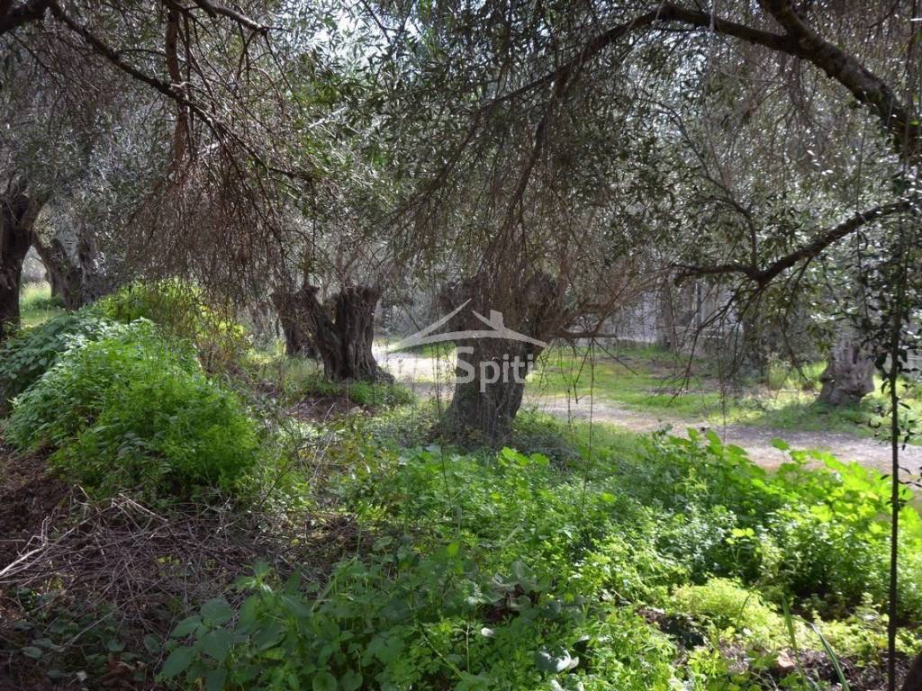 ΑΠΟΨΗ ΑΓΡΟΤΕΜΑΧΙΟΥ