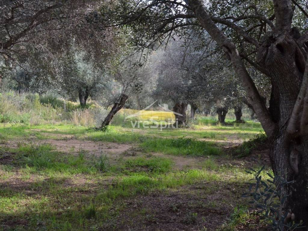 ΑΠΟΨΗ ΑΓΡΟΤΕΜΑΧΙΟΥ