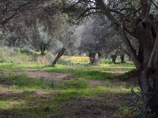ΑΠΟΨΗ ΑΓΡΟΤΕΜΑΧΙΟΥ