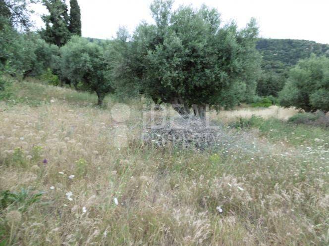 Αγροτεμάχιο - Ελαιώνας