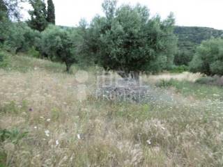 Αγροτεμάχιο - Ελαιώνας