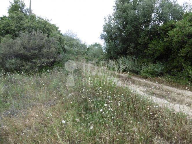 Αγροτεμάχιο - Ελαιώνας