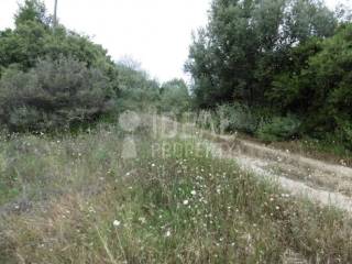 Αγροτεμάχιο - Ελαιώνας