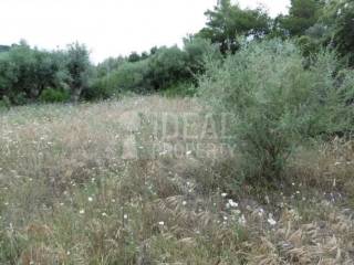 Αγροτεμάχιο - Ελαιώνας