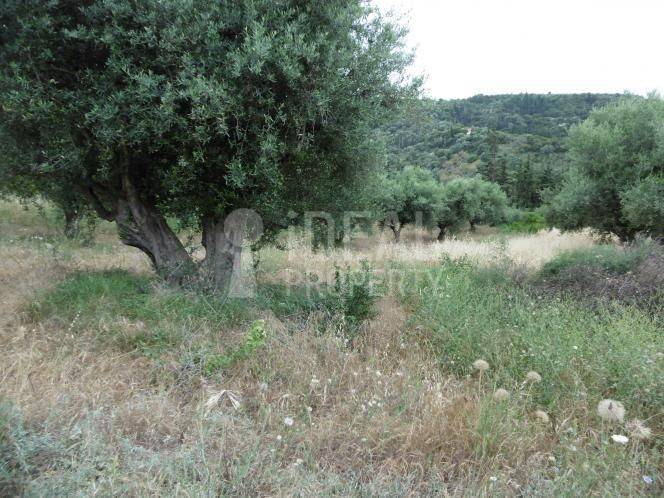 Αγροτεμάχιο - Ελαιώνας