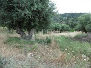 Αγροτεμάχιο - Ελαιώνας