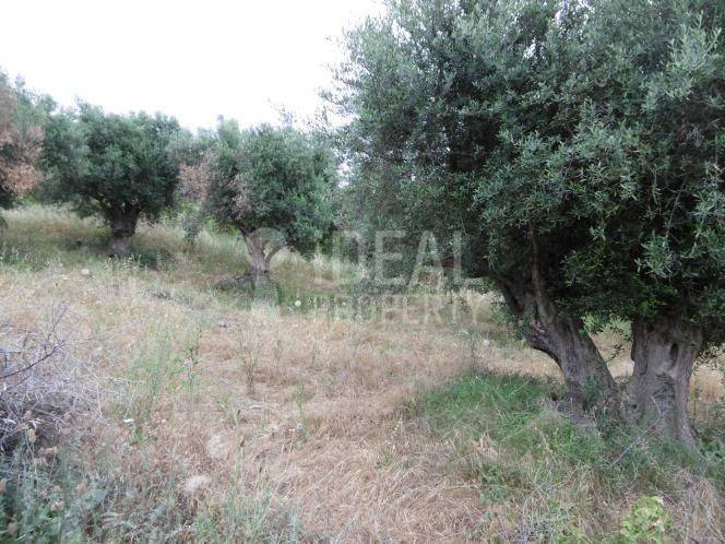 Αγροτεμάχιο - Ελαιώνας