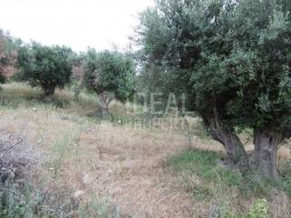 Αγροτεμάχιο - Ελαιώνας