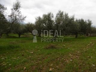 Ελαιώνας Χαλανδρίτσα