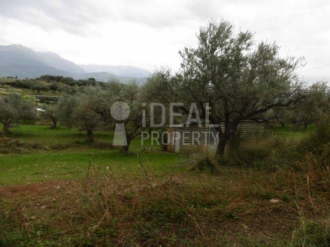 Ελαιώνας Χαλανδρίτσα