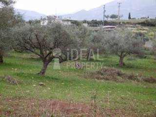 Ελαιώνας Χαλανδρίτσα