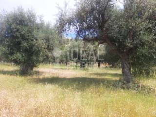 Αγροτεμάχιο