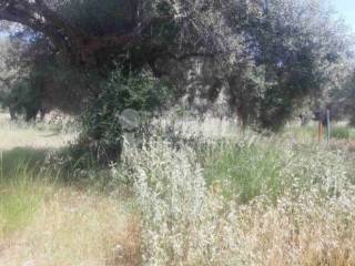 Αγροτεμάχιο