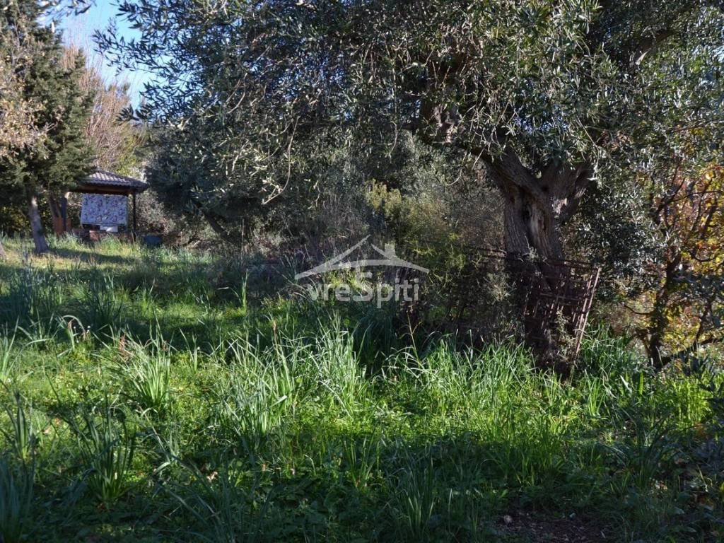 ΑΠΟΨΗ ΑΓΡΟΤΕΜΑΧΙΟΥ