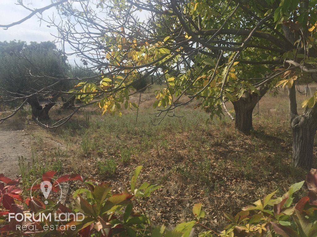 Forumland Real Estate, 5.000τμ αγροτεμάχιο