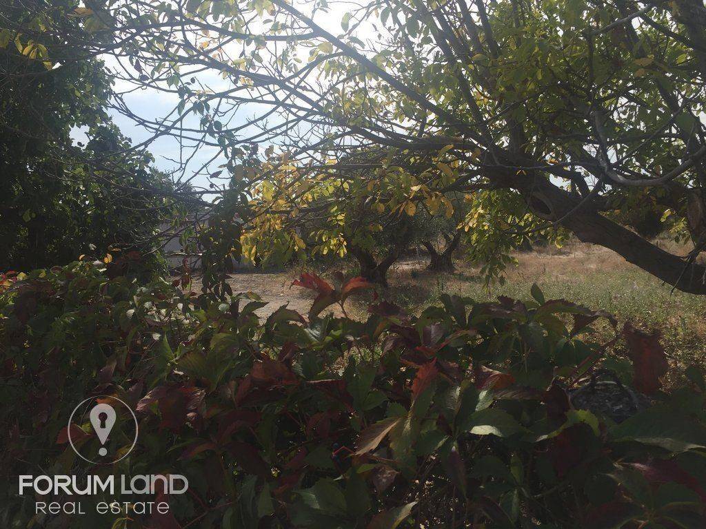 Forumland Real Estate, 5.000τμ αγροτεμάχιο