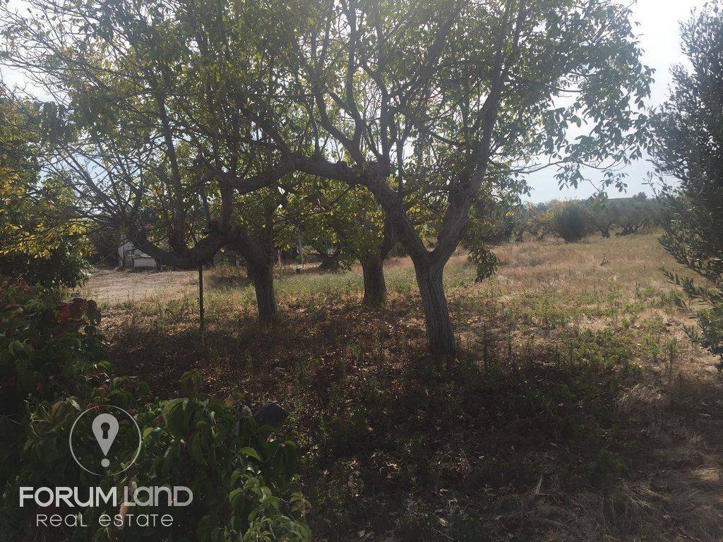 Forumland Real Estate, 5.000τμ αγροτεμάχιο