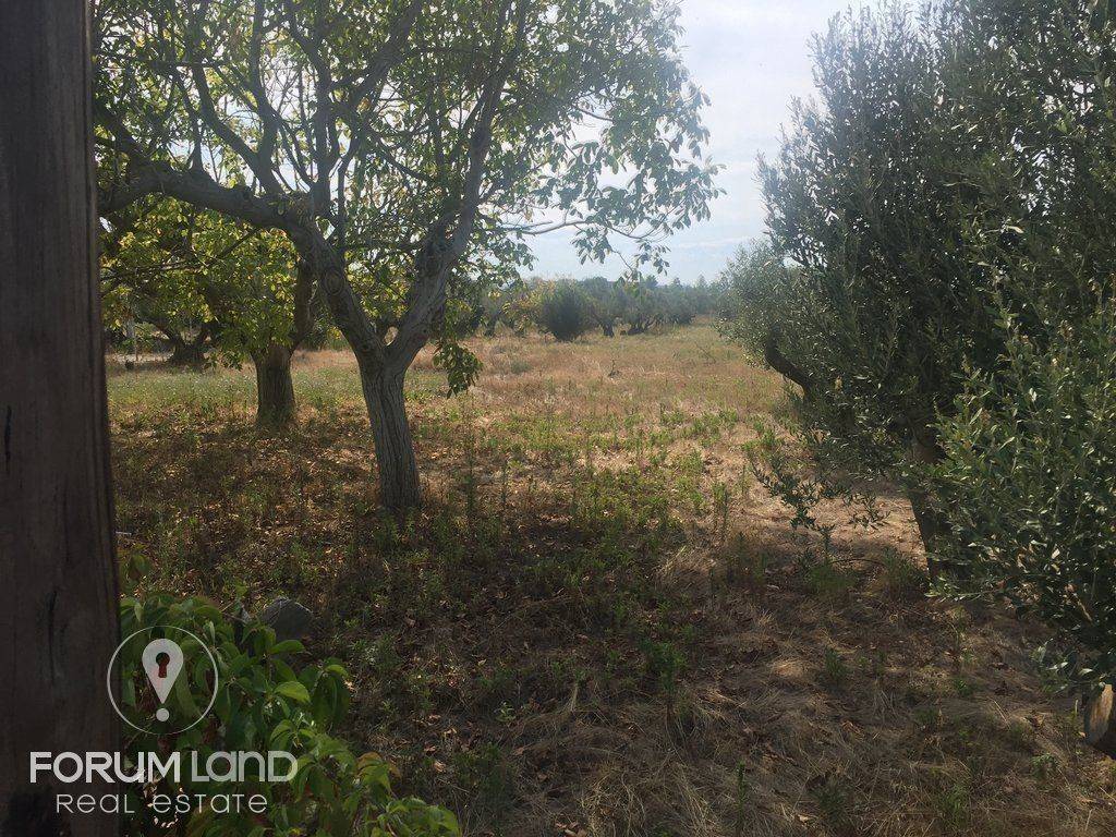 Forumland Real Estate, 5.000τμ αγροτεμάχιο