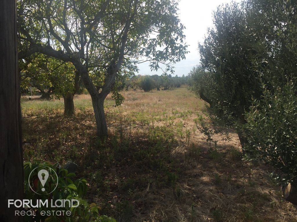 Forumland Real Estate, 5.000τμ αγροτεμάχιο
