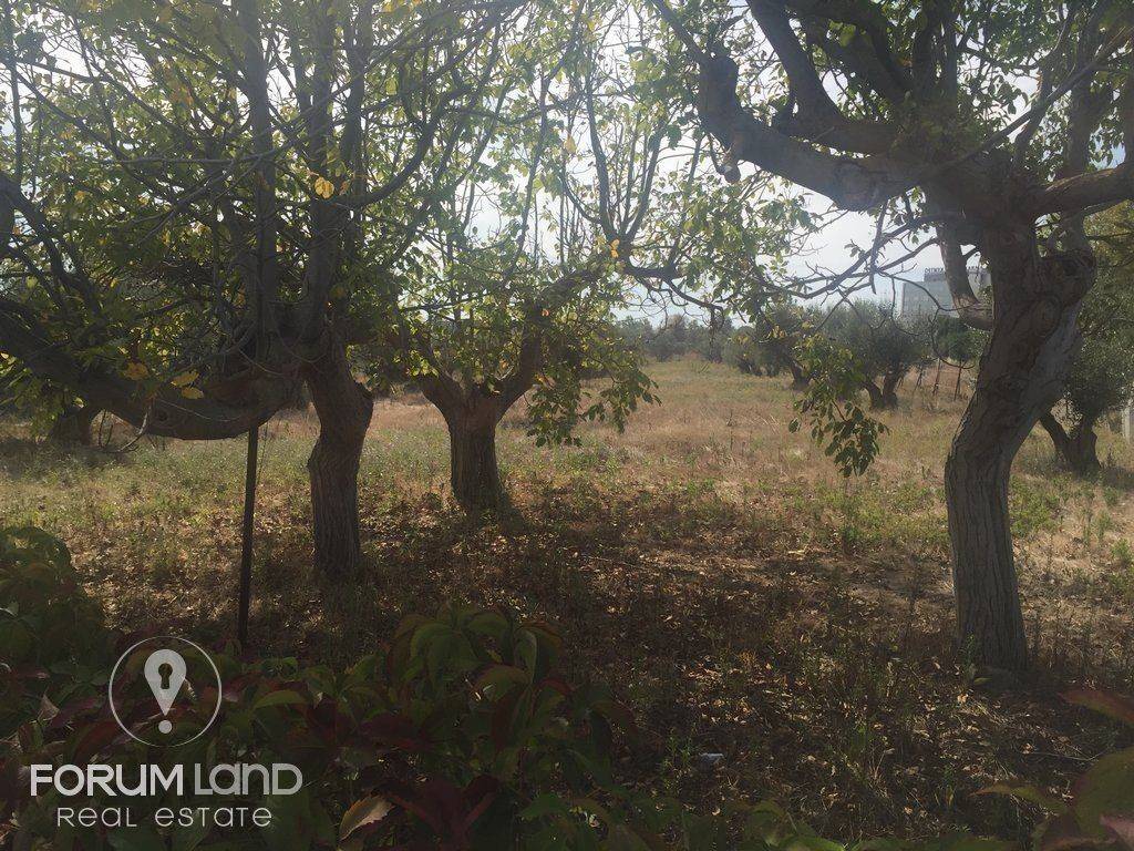 Forumland Real Estate, 5.000τμ αγροτεμάχιο