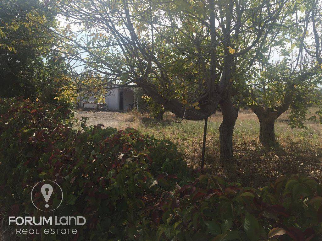 Forumland Real Estate, 5.000τμ αγροτεμάχιο